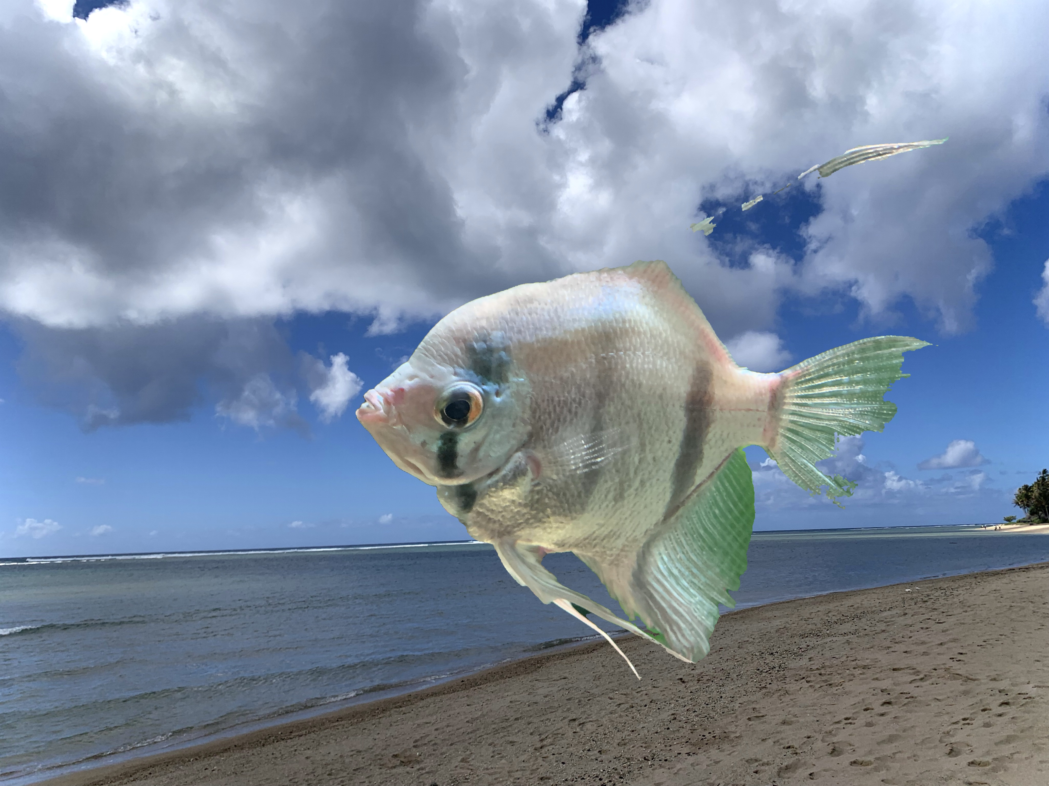 Photo of a fish in the sky