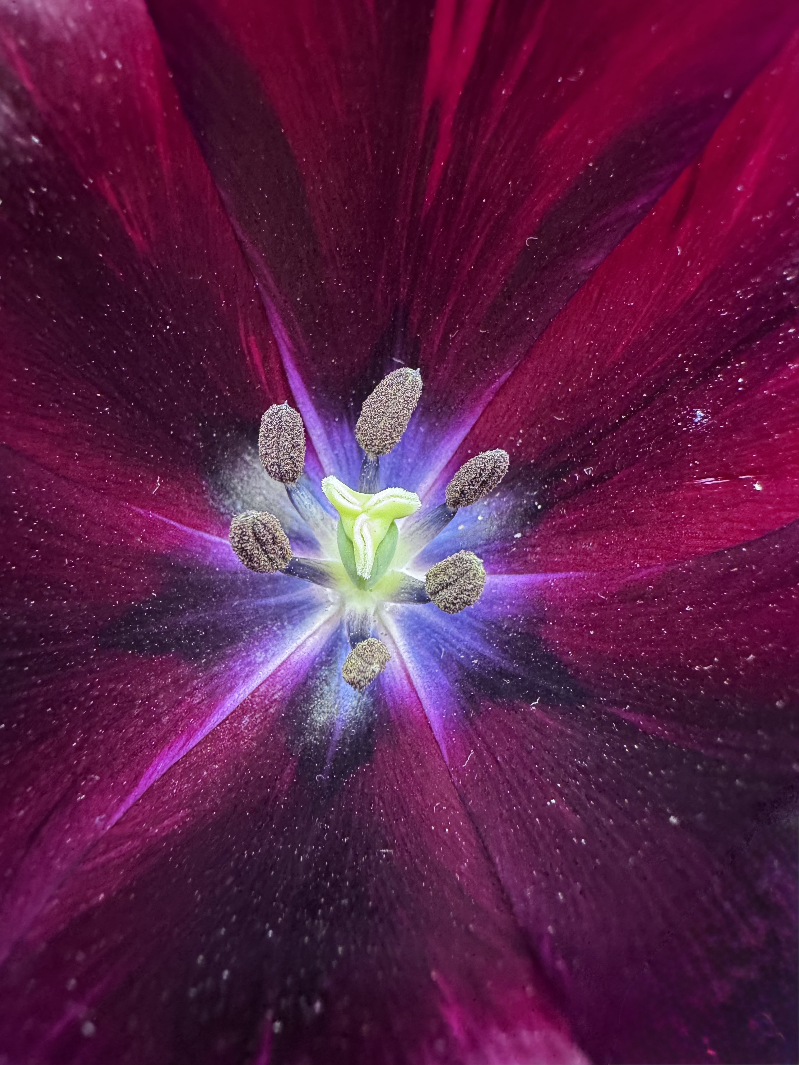 Photo of a tulip interior