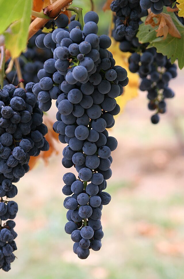 bunch of purple grapes hanging