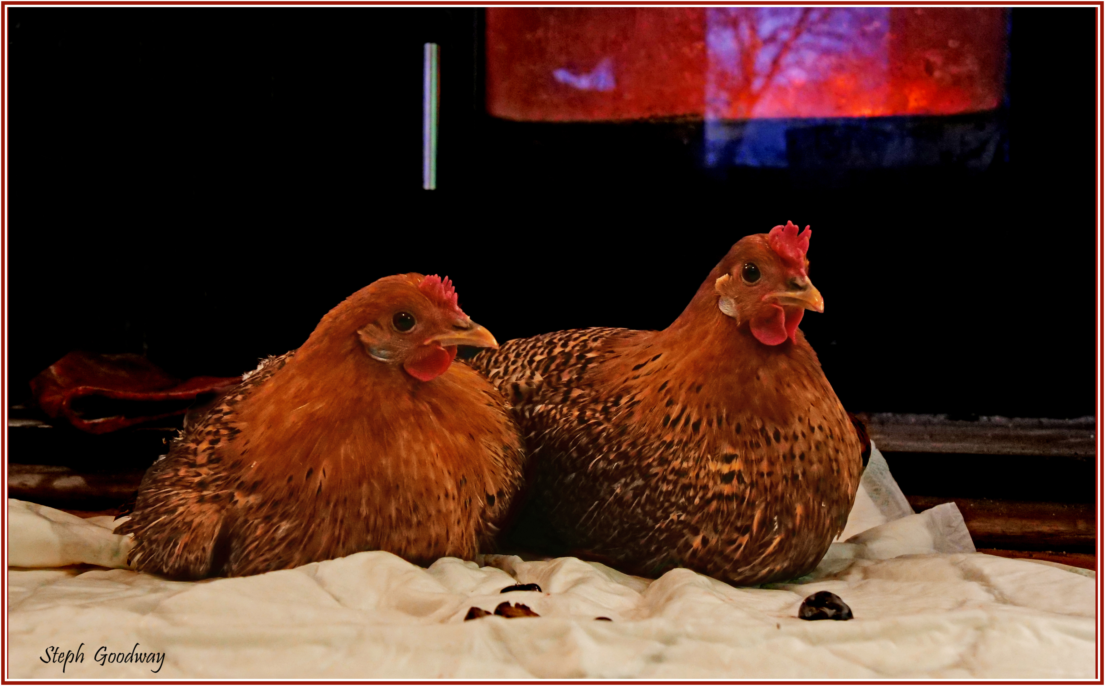 Photo of two hens by a stove