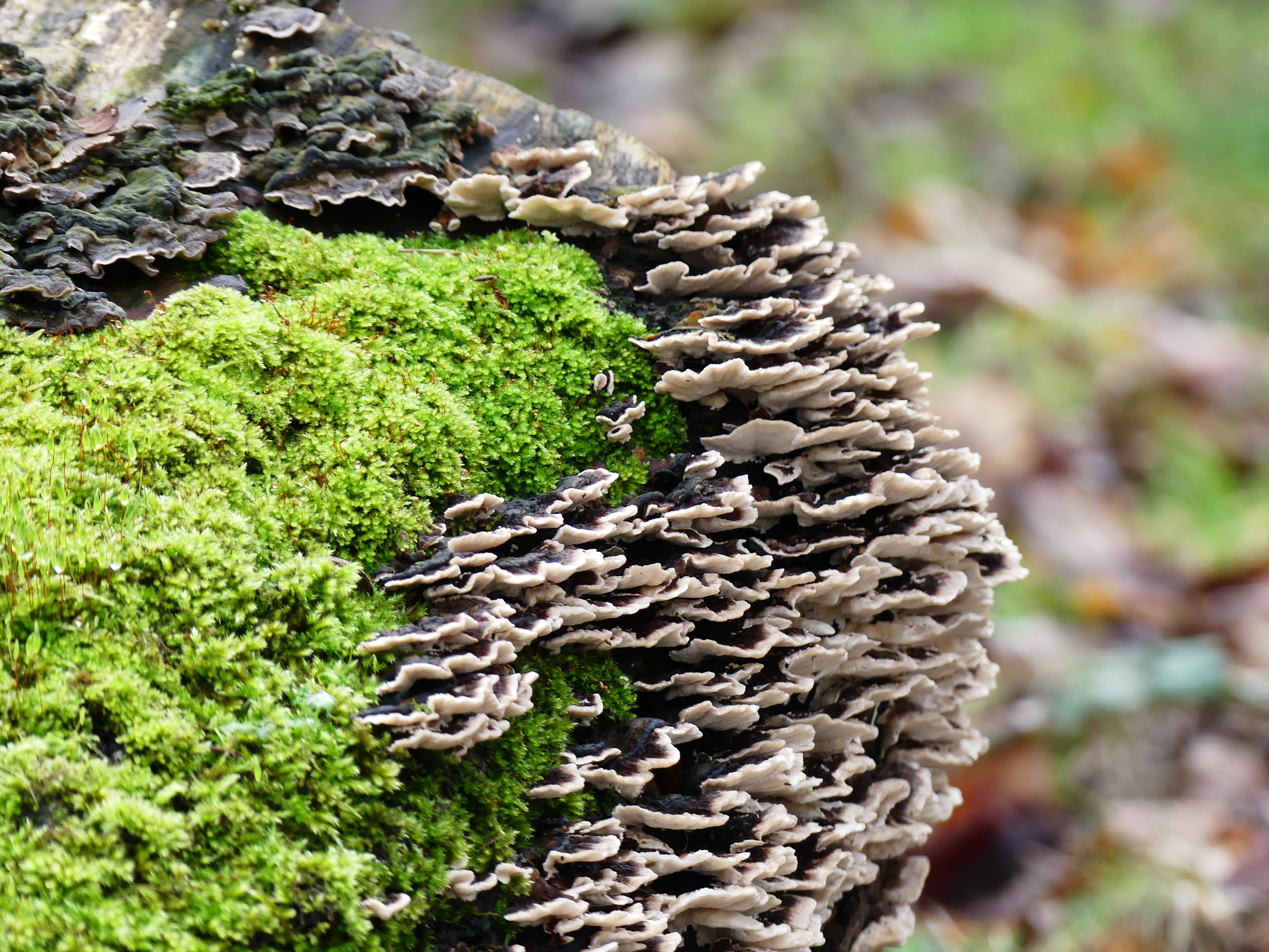 Photo of layered fungi
