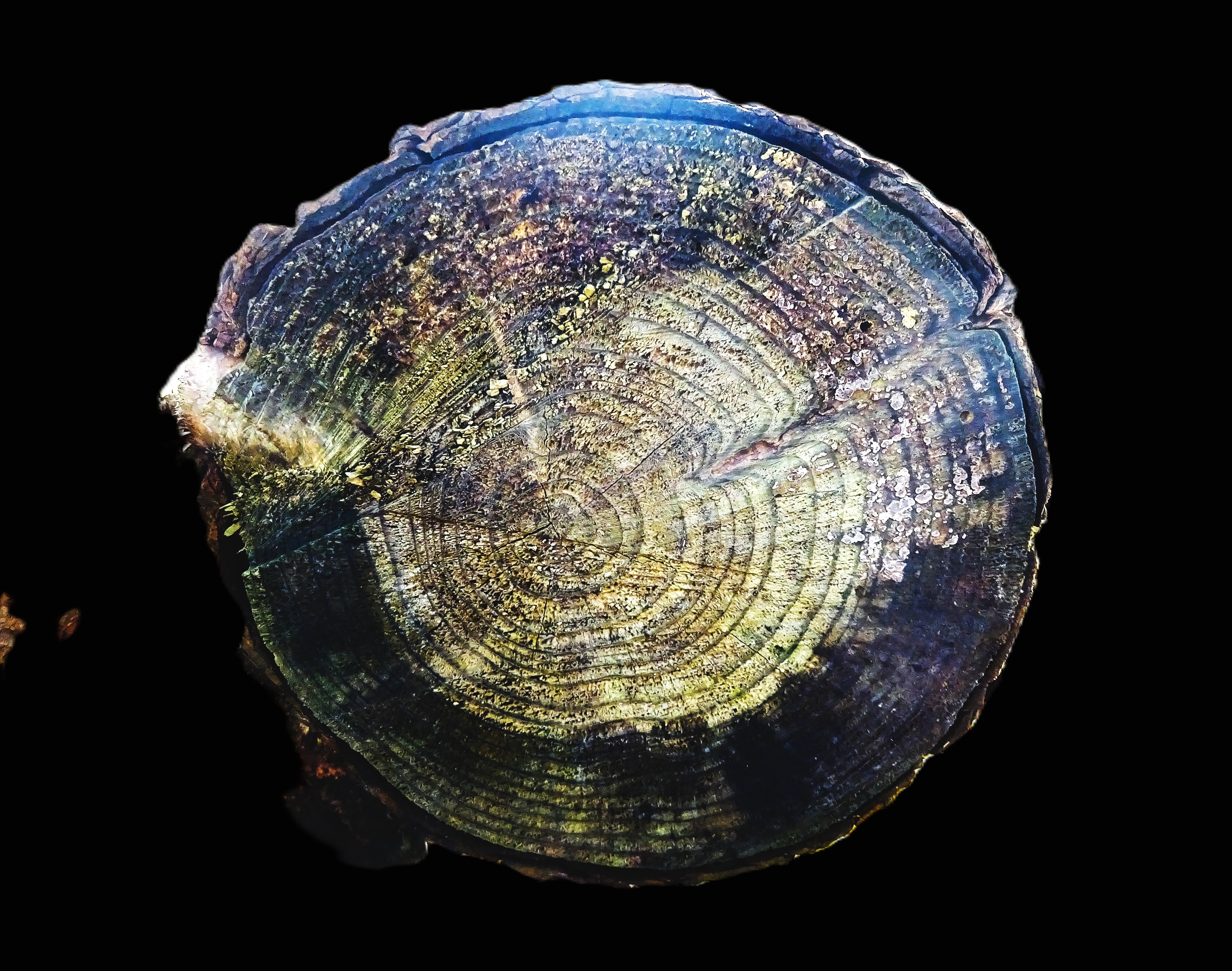 Photo fo a cross section of a tree trunk