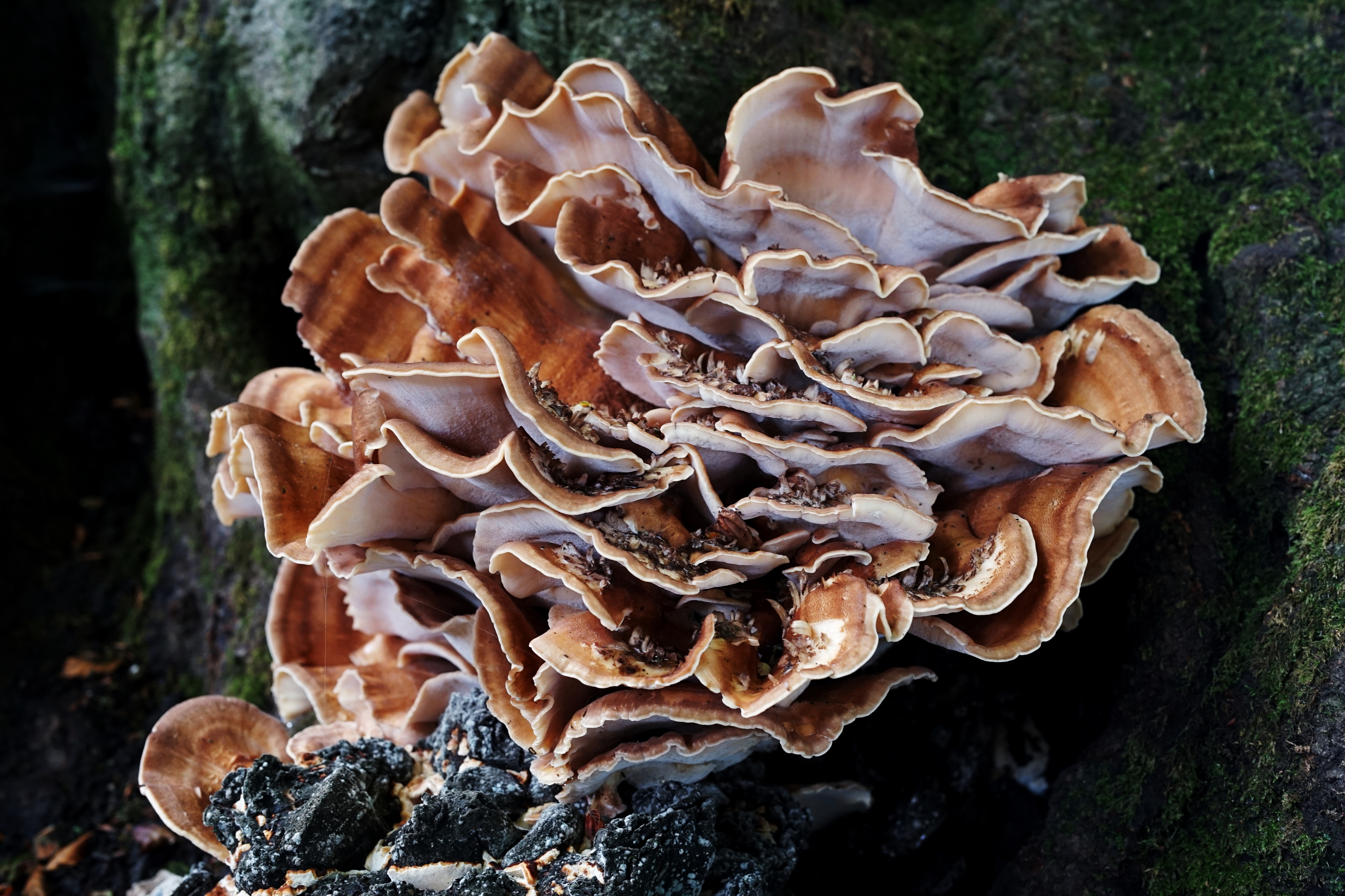 Photo of a lights in a bandstand