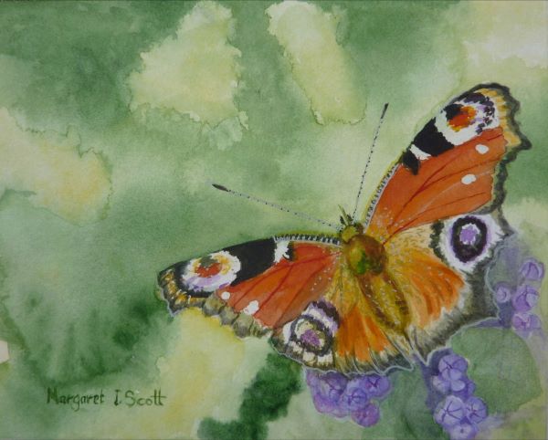 'Peacock butterfly' by Margaret Scott, Omagh u3a