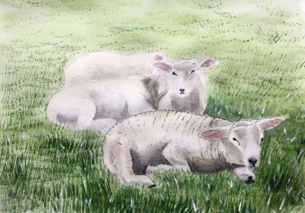 'Spring lambs' by Anne Harrison, Tadley & District u3a