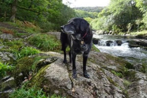 Black dog standing on river bed