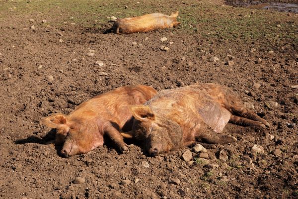 'Sunbathing pigs' by Bob Douglas of Edinburgh u3a